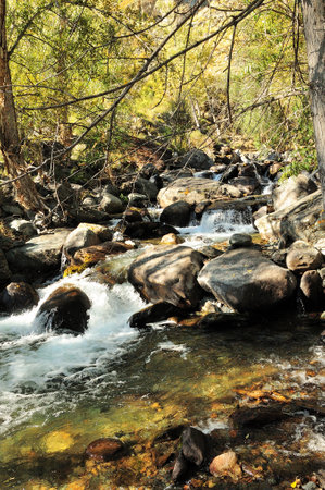 A stormy mountain stream bending around stones and trees flows down from the mountains through the...