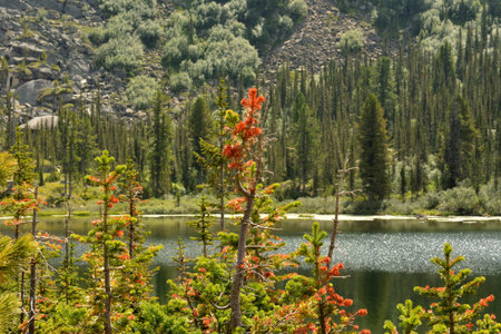 A look through the tops of bare cedars at a beautiful lake lying at the foot of a high mountain on a...