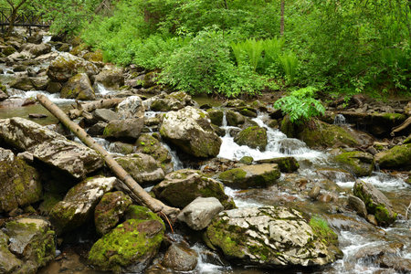 A stormy stream of a mountain stream, bending around large stones and fallen trees, flows through a...