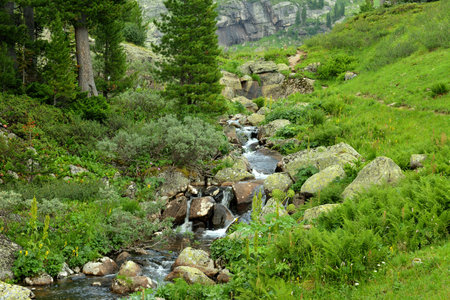 A rushing stream, bending around large stones, flows down a steep slope through a dense coniferous forest on a cloudy summer day. Jerboa River, Ergaki Natural Park, Krasnoyarsk Territory, Siberia, Russia.の写真素材