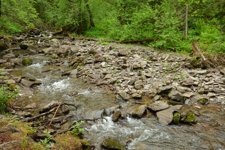 A turbulent stream in rocky banks flows in a rapid stream through a spring forest on a cloudy day....