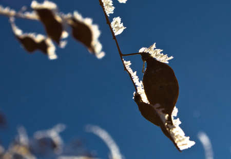 Frost on the branchの写真素材