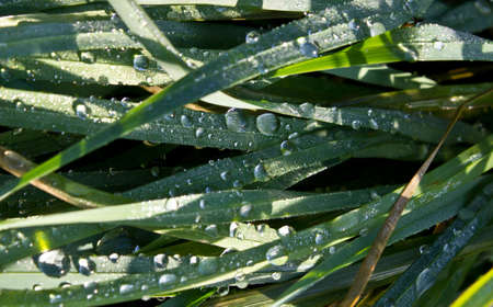 Dew drops on the grassの写真素材