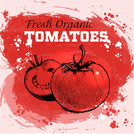 Hand drawn sketch style tomatoes on red watercolor backgroundのイラスト素材
