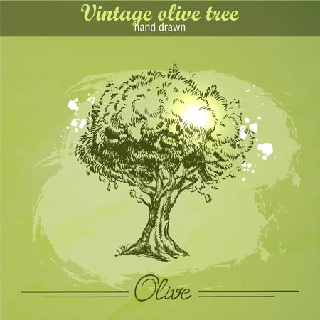 Vintage hand drawn olive tree on watercolor grunge backgroundのイラスト素材