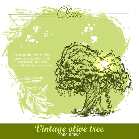 Vintage hand drawn olive tree and olive branch on watercolor backgroundのイラスト素材
