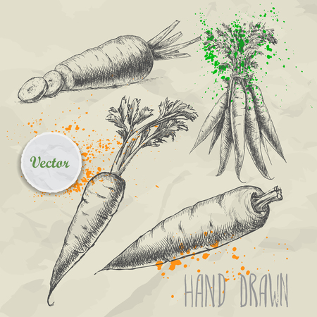 Hand drawn carrot set. Organic eco vegetable food background.Vector sketch style illustration.のイラスト素材