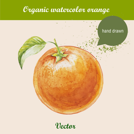 Watercolor orange. Hand drawn illustration on white background. Vector organic food.のイラスト素材