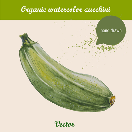 Watercolor zucchini. Hand drawn illustration on white background. Vector organic food.のイラスト素材