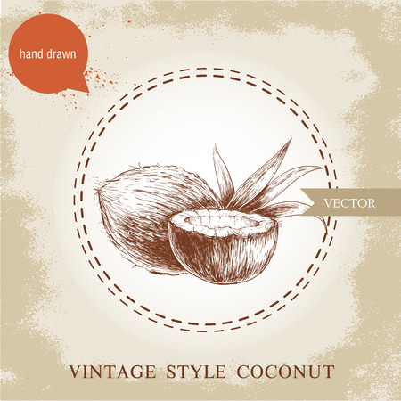 Hand drawn coconuts isolated on vintage background. Retro sketch style tropical food illustration.のイラスト素材