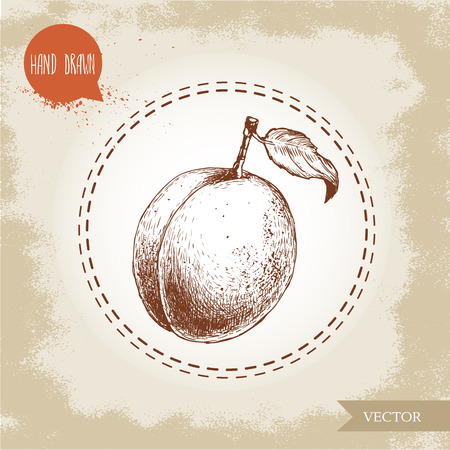 Hand drawn ripe aprocot isolated on vintage background. Retro sketch style vector eco food illustrationのイラスト素材