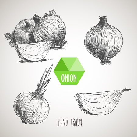 Onion hand drawn set. Herbs and spices vector illustrationのイラスト素材