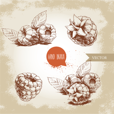 Hand drawn raspberry set isolated on vintage background. Retro sketch style vector eco food illustrationのイラスト素材