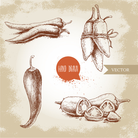 sketch style chili peppers set. Vintage eco food illustration. Ripe and sliced peppers. Grunge background.のイラスト素材