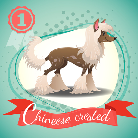 Chinese Crested Dog standing. Colorful background with halftone dots. Champion medal. Best in show. Vector illustration.のイラスト素材