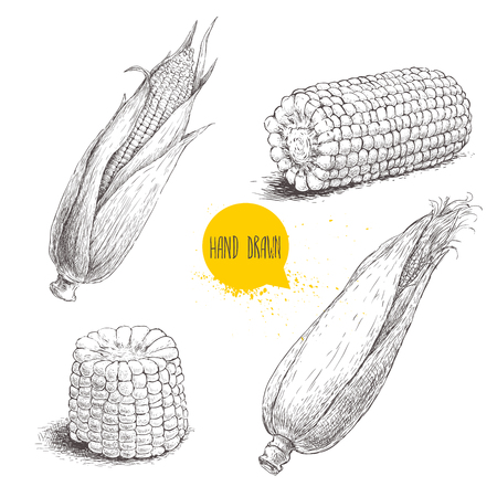 Hand drawn sketch style set of corn vegetable. Corncob with leafs. Organic cereal vector illustration. Sweetcorn food.のイラスト素材
