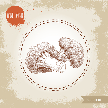 Hand drawn sketch style illustration of  broccoli florets. Healthy ecological food vintage vector illustration.のイラスト素材