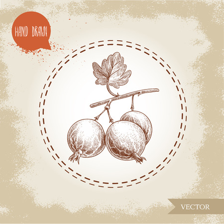 Hand drawn sketch style illustration of gooseberries branch.のイラスト素材