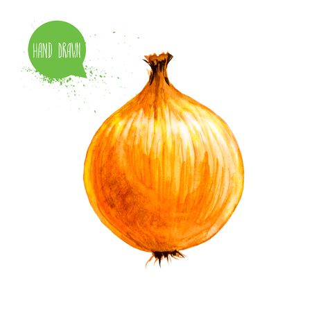Hand drawn and painted watercolor onion bulbの写真素材