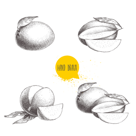Hand drawn mango fruits set with leafs and slices. Sketch style vector fruit illustration isolated on white background. Eco food.のイラスト素材