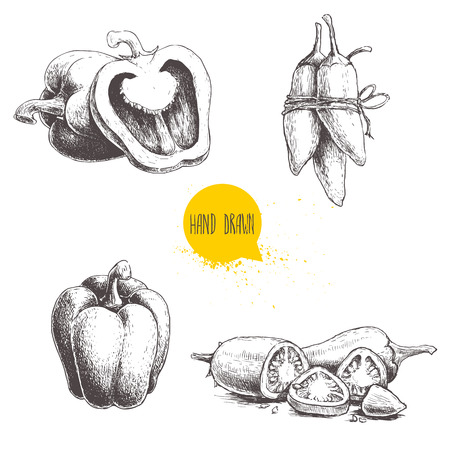 Hand drawn sketch collection of different types of pepper.のイラスト素材
