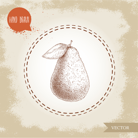 Hand drawn sketch style avocado fruit with leaf. Eco food for kitchen and restaurant design.のイラスト素材