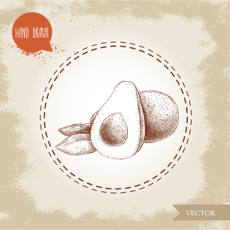 Hand drawn sketch avocado fruits composition. Whole anf half avocado. Bio food vintage illustration.のイラスト素材