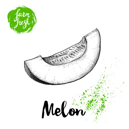 Hand drawn sketch style melon cut isolated on white background. Farm fresh food vector illustration.のイラスト素材