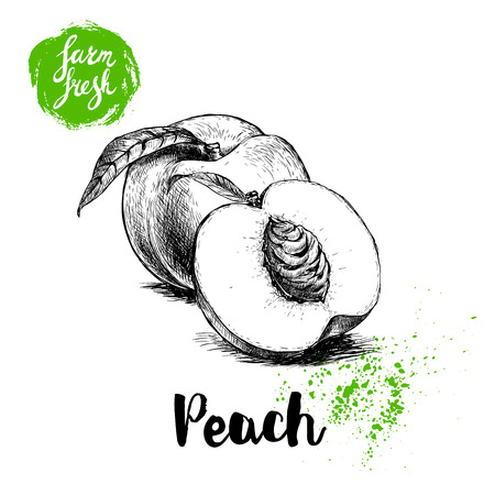 Hand drawn sketch style peach fruits composition. Farm fresh eco food vector illustration. Ripe peach, peach slice.のイラスト素材
