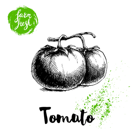 Hand drawn sketch style whole tomatos branch. Eco food vector illustration poster. Farm fresh food.のイラスト素材