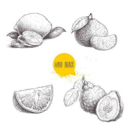 Hand drawn sketch style citrus fruits set. Lemon half, lime, tangerine, mandarin composition, oranges and bergamots. Vector organic food illustrations isolated on white background.のイラスト素材