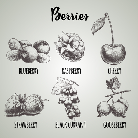 Hand drawn sketch style different berries set. Blueberry bunch, raspberry, cherry, strawberry, black currant with leaf and gooseberry branch. Organic eco food.のイラスト素材