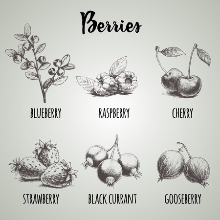 Hand drawn sketch style different berries set. Blueberry branch, raspberries, cherry, strawberry bunch, black currants  and gooseberries. Organic eco food.のイラスト素材