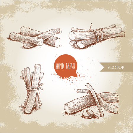 Hand drawn sketch style standing liquorice roots bunches set. Herbal and aromatic vector illustrations collection.のイラスト素材
