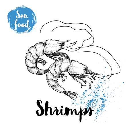 Hand drawn sketch shrimps isolated on white background. Seafood symbols vector illustration. Prawns.のイラスト素材