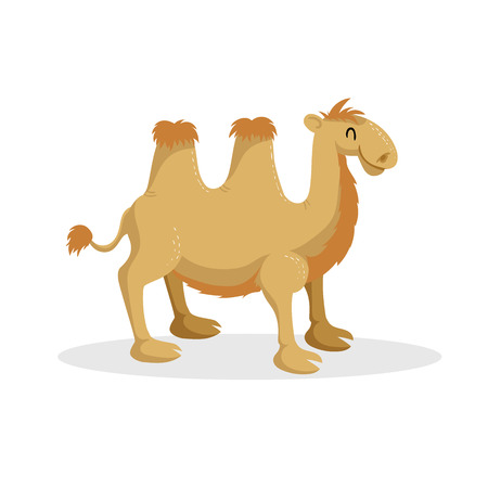 Cartoon trendy design bactrian camel. African desert animal. Wildlife and zoo vector illustration icon. のイラスト素材