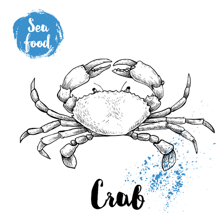 Hand drawn sketch crab with big claws. Seafood vector illustration for menu, restaurants or markets.のイラスト素材