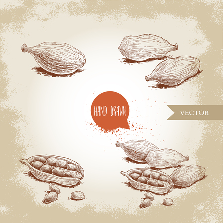 Hand drawn sketch style cardamom set. Herbs, spices and condiment collection. Vector illustrations.のイラスト素材