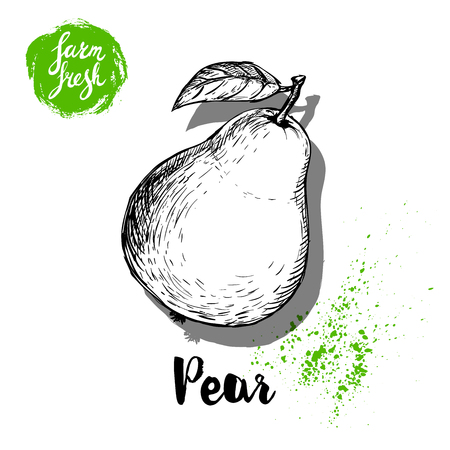 Hand drawn sketch pear with leaf sticker poster. Vitamin and healthy fruit vector illustration.のイラスト素材