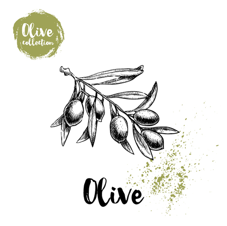 Olive branch poster. Hand drawn sketch style vector illustration for restaurant menu design, markets and shops.のイラスト素材