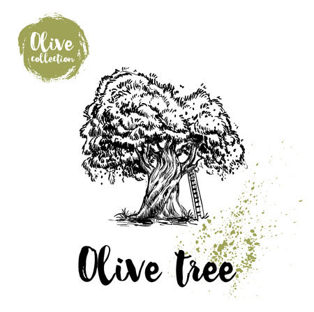 Olive tree with ladder hand drawn poster. Old looking vector artwork. Great for cosmetic creams designs, labels, flyers, farm fresh products.のイラスト素材