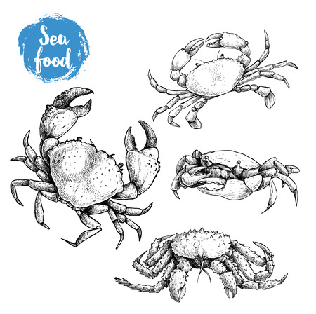 Crab sketch set. Hand drawn collection of seafood. Vector illustrations of different crabs.のイラスト素材