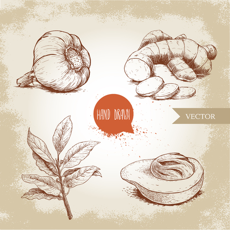 Hand drawn sketch spices set. Garlic, ginger root with cuts, bay leaves branch and nutmeg mace fruit. Herbs, condiments and spices vector illustration isolated on old background.のイラスト素材