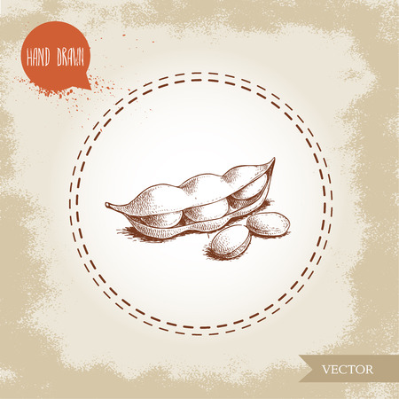 Hand drawn sketch edamame green beans. Soybeans artwork composition, isolated on old background. Ethnic and Japanese health food. Vector illustration.のイラスト素材