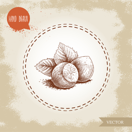 hand drawn sketch style hazelnut group. Whole nuts with leaves. Eco forest nut filbert. Vector illustration Isolated on old background.のイラスト素材