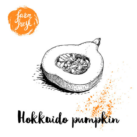 Hand drawn sketch half of hokkaido pumpkin. Kuri with seeds and slice. Autumn fruit. Seasonal symbol. Healthy nutrition vector illustration poster. Isolated on white background.のイラスト素材