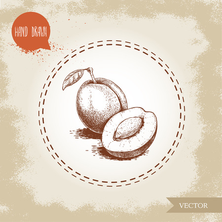 Hand drawn sketch style plums group. Whole and half with seed. Organic eco fruit vector illustration. Isolated on old looking background.のイラスト素材