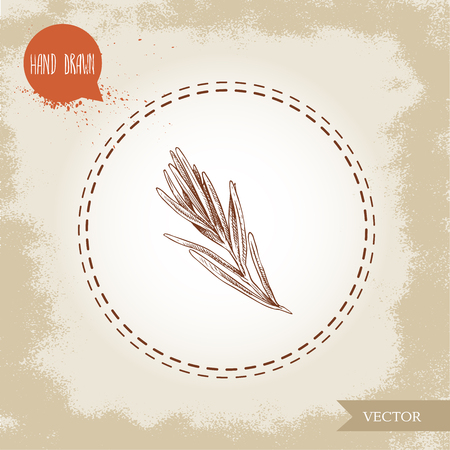 Hand drawn sketch style rosemary branch. Herbs and spices. Italian and Mediterranean food ingredient. Best for restaurant menu, stores and markets. Vector illustration.のイラスト素材