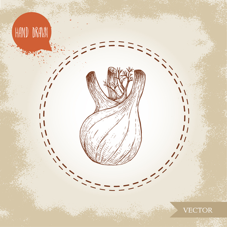 Hand drawn sketch fennel bulb. Spicy root plant with leaves. Herbs, spice and condiment vector illustration isolated on white background.のイラスト素材