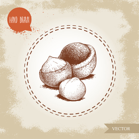 Peeled macadamia nut seed and with shell. Hand drawn sketch style vector illustration isolated on retro background. Botanical drawing. Australian nut. Best for food and cosmetics with oil designs.のイラスト素材